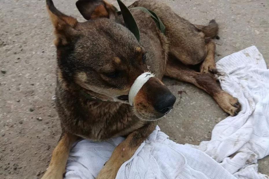 В Самаре волонтеры спасли на 18 км Московского шоссе сбитую собаку со сломанными лапами В Самаре волонтеры спасли на 18 км Московского шоссе сбитую собаку со сломанными лапами