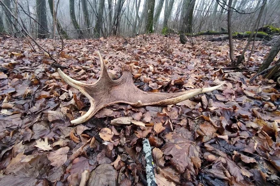 В Жигулевском заповеднике лоси начали сбрасывать рога