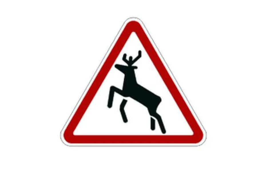 В реанимацию попал водитель легковушки, сбивший лося ночью на трассе М-5 в Самарской области