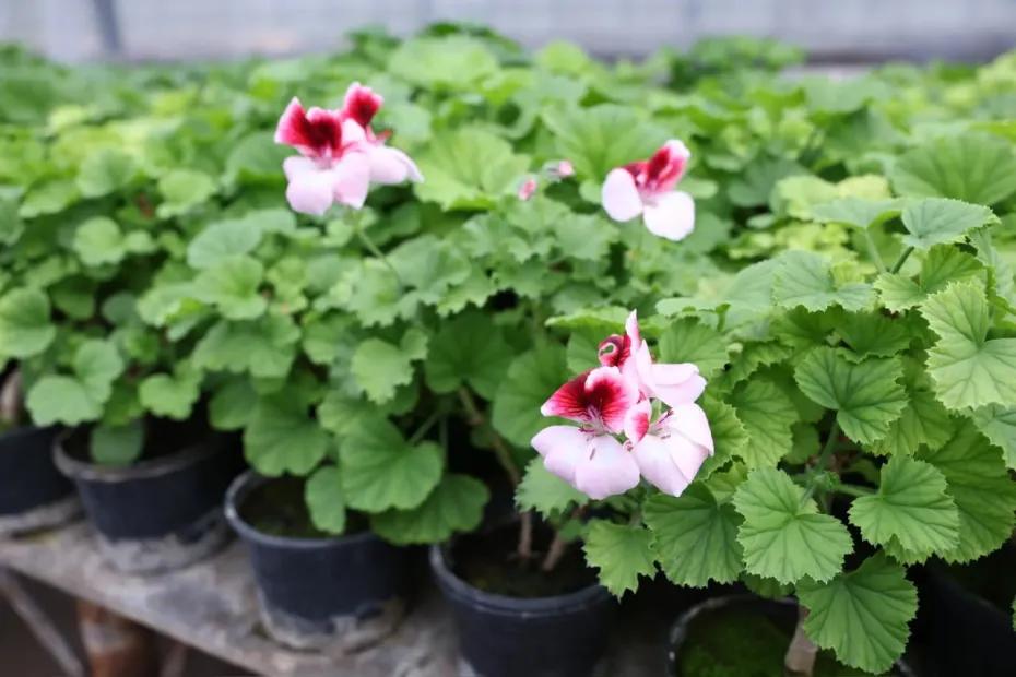 В Самаре в 2026 году высадят полтора миллиона цветов