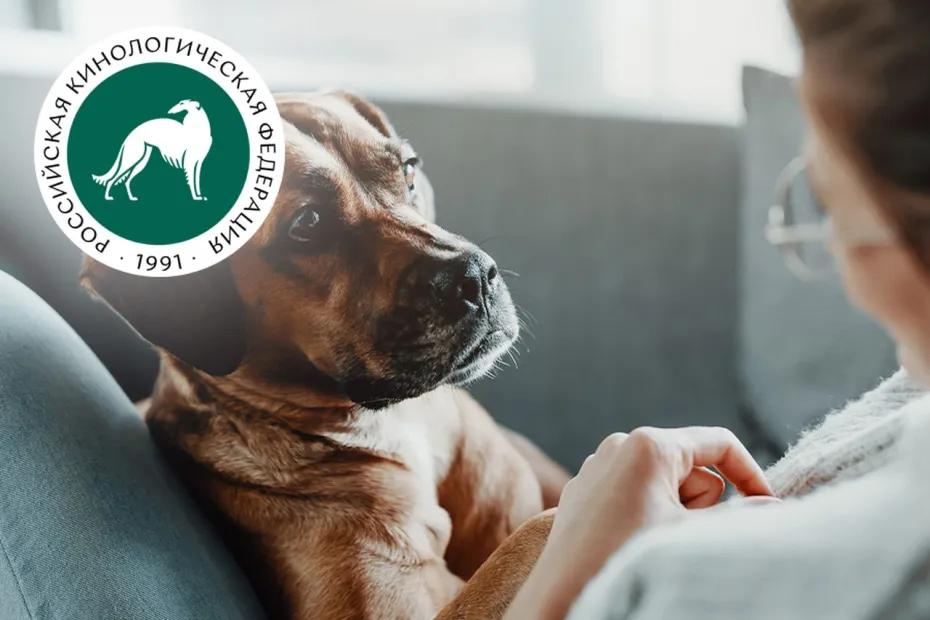 Могут ли собаки учуять уровень сахара в крови человека