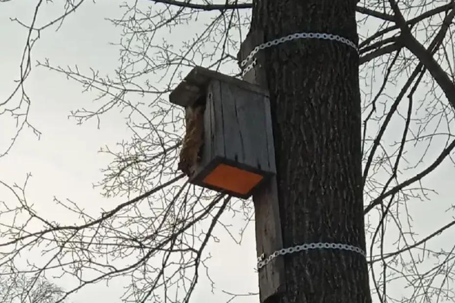 В самарском парке Гагарина на деревьях появились мертвые белки и птицы: что произошло