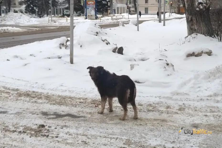 В Самаре объявлены торги на отлов безнадзорных животных