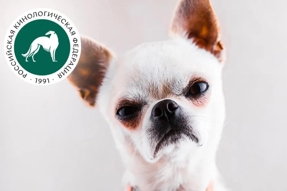 Кинологи: мини-собаки - все равно что недоношенные дети