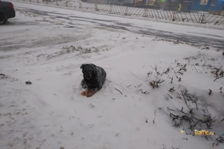 На торги по отлову собак в Самаре не было подано заявок