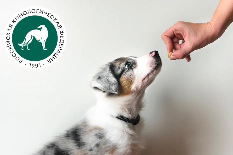 Кинологи рассказали, чем нельзя угощать собак даже по праздникам 