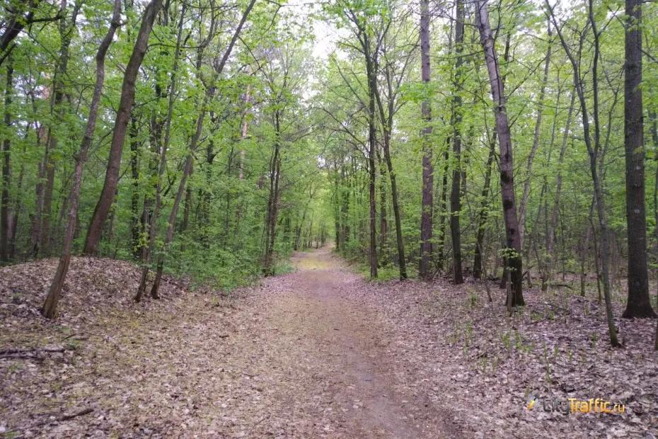 В Самаре вернули в госсобственность земли лесного фонда в Студеном овраге - появились подробности