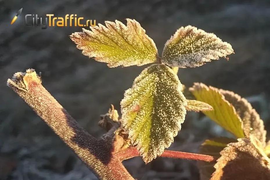 В Самарскую область 23 апреля придут заморозки