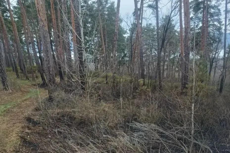 Пожар в лесу Тольятти, начавшийся из-за падения обломков БПЛА, потушили утром 19 апреля