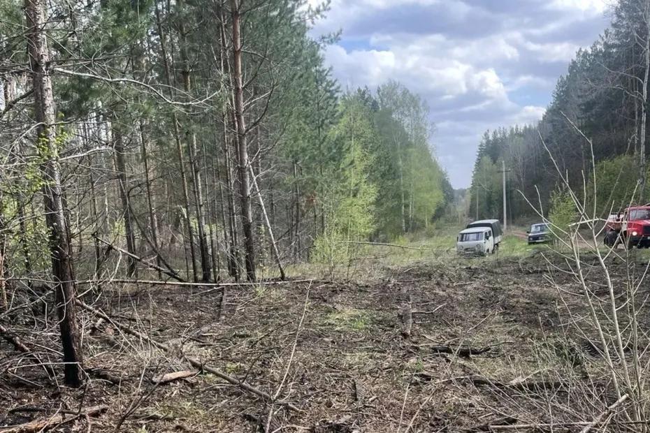 В Самарской области рядом с Бузулукским бором ураган повалил дерево на ЛЭП - и загорелась трава