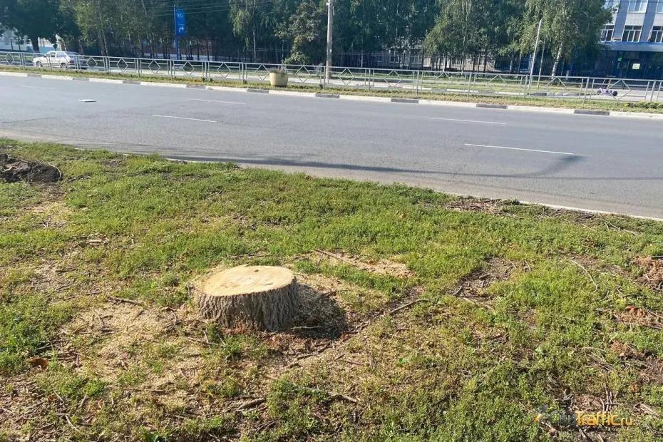 Мэр Самары Иван Носков разъяснил порядок вырубки и высадки зеленых насаждений в городе