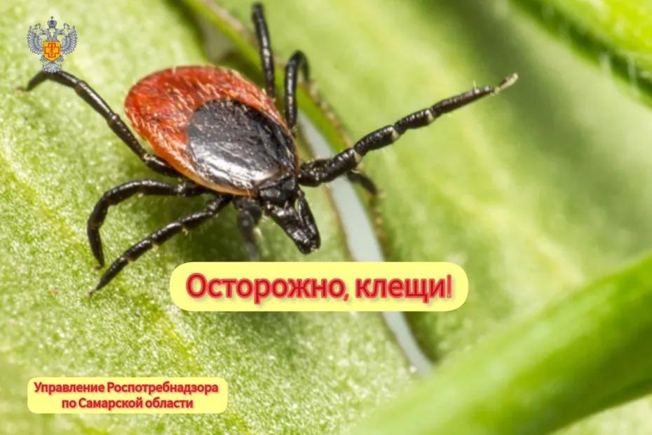 За последнюю неделю августа 83 жителя Самарской области обратились за медпомощью из-за укусов клещей