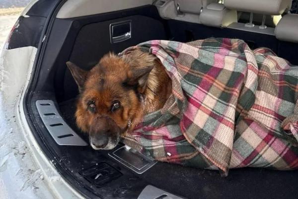 В Самаре на железной дороге спасли замерзающую овчарку