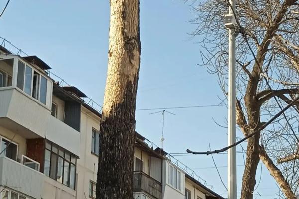 Жители Самары попросили чиновников спилить дерево, которое устал лечить дятел