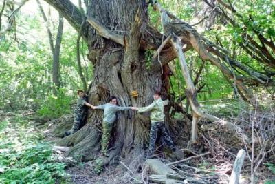 Двухсотлетняя ива, растущая в нацпарке Самарская Лука, может стать Деревом года