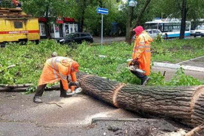 Падение деревьев может продолжится в Самарской области и в среду