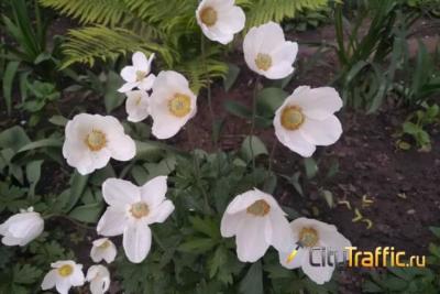 На Самарскую область надвигается 33-градусная жара