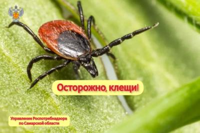 За неделю в Самарской области зарегистрирован 1 случай заболевания иксодовым клещевым боррелиозом