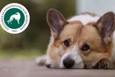 Кинологи рассказали, какие эмоции есть у собак