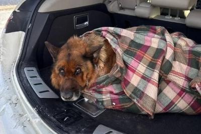 В Самаре на железной дороге спасли замерзающую овчарку