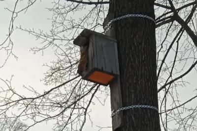 В самарском парке Гагарина на деревьях появились мертвые белки и птицы: что произошло