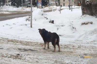 В Самаре объявлены торги на отлов безнадзорных животных