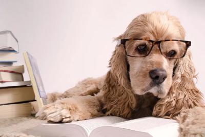 Кинологи назвали топ-10 пород гениальных собак