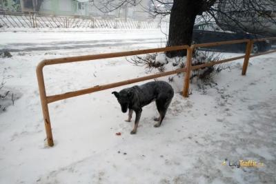 В Самарской области ребенку, которого покусал бездомный пес, заплатят 20 тысяч рублей: что произошло