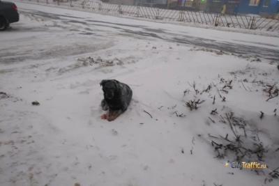 На торги по отлову собак в Самаре не было подано заявок