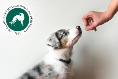 Кинологи рассказали, чем нельзя угощать собак даже по праздникам 