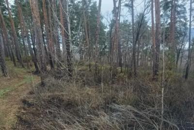 Пожар в лесу Тольятти, начавшийся из-за падения обломков БПЛА, потушили утром 19 апреля