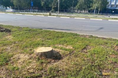 Мэр Самары Иван Носков разъяснил порядок вырубки и высадки зеленых насаждений в городе