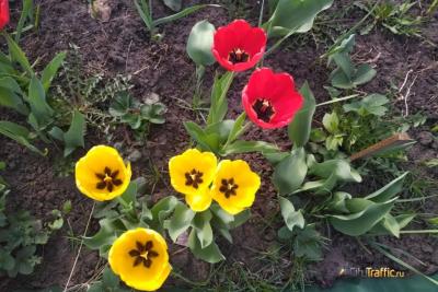 Май в Самарской области ожидается без аномалий