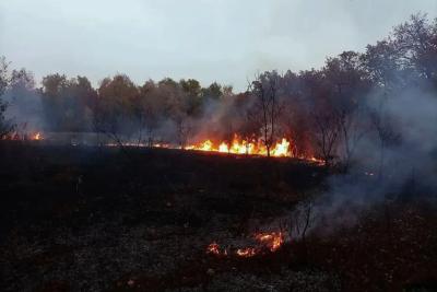 В Самарской области от искры проходящего поезда чуть не загорелся лес: что произошло