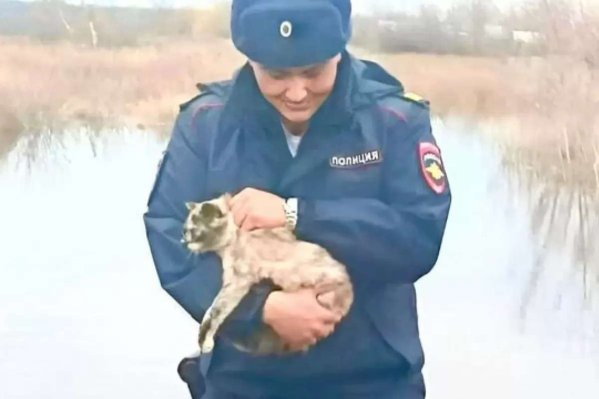 Самарские полицейские помогают спасти животных из затопленных территорий