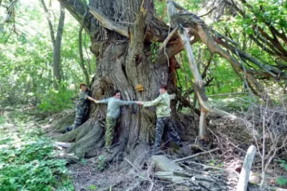 На территории Самарской области произрастает огромное старинное дерево, объять которое не смогут и пять человек