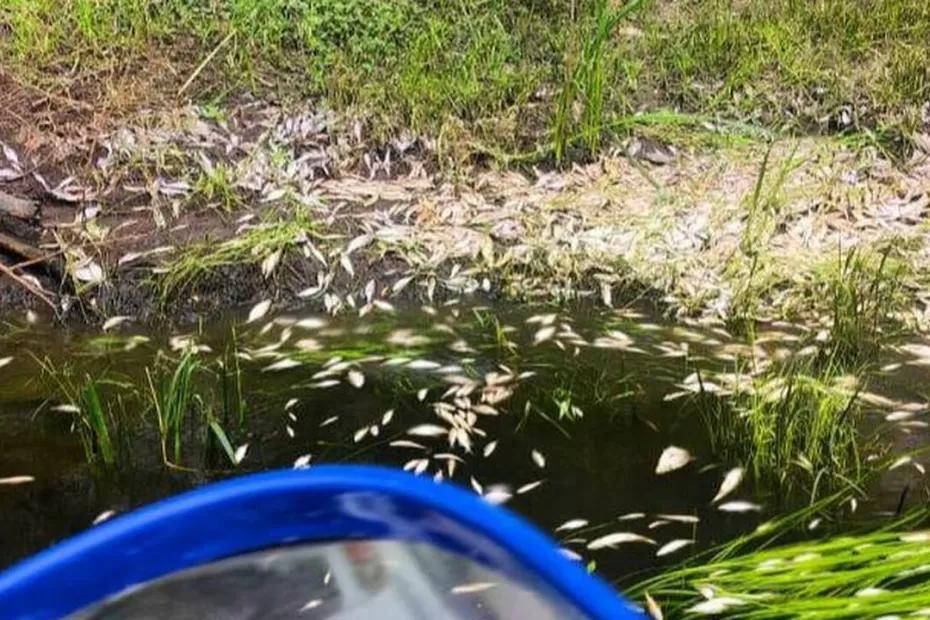 3 июня в Самарской области Минприроды выявило массовый замор рыбы в реке Свинуха 3 июня в Самарской области Минприроды выявило массовый замор рыбы в реке Свинуха