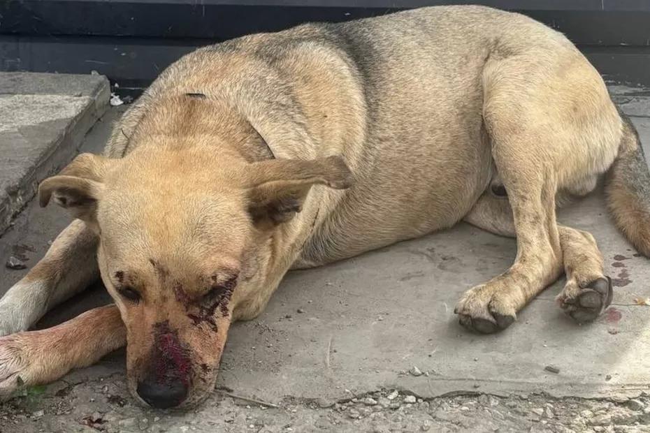 2 июля в Самаре спасли попавшую под поезд на станции  Пятилетка собаку