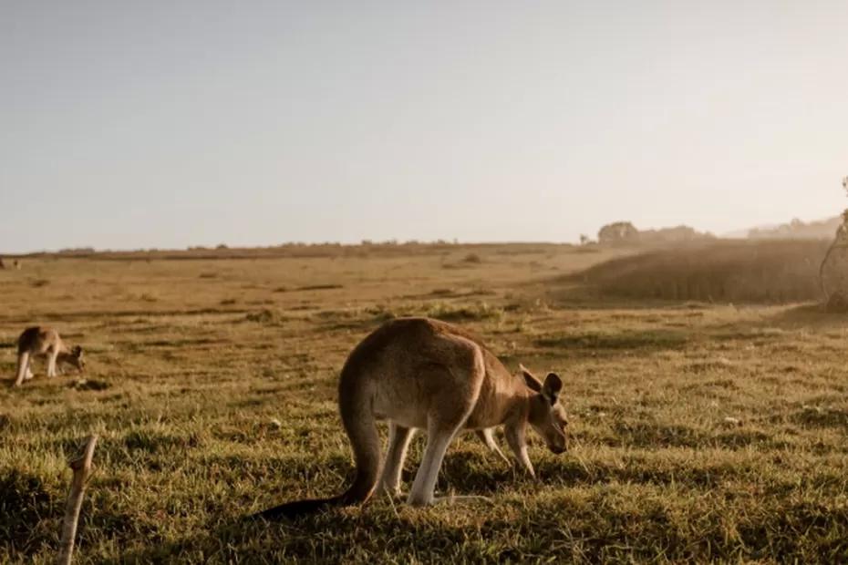 Ученые провели исследование ДНК: люди прибыли в Австралию менее 50 000 лет назад