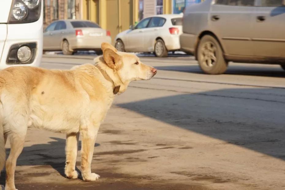Самарский кинолог Ганина прокомментировала запрет на вход с собаками в магазины