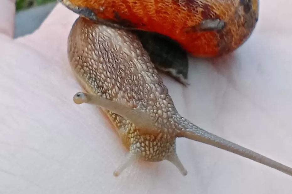 В Самаре проходит гастрофестиваль, посвященный блюдам из улиток