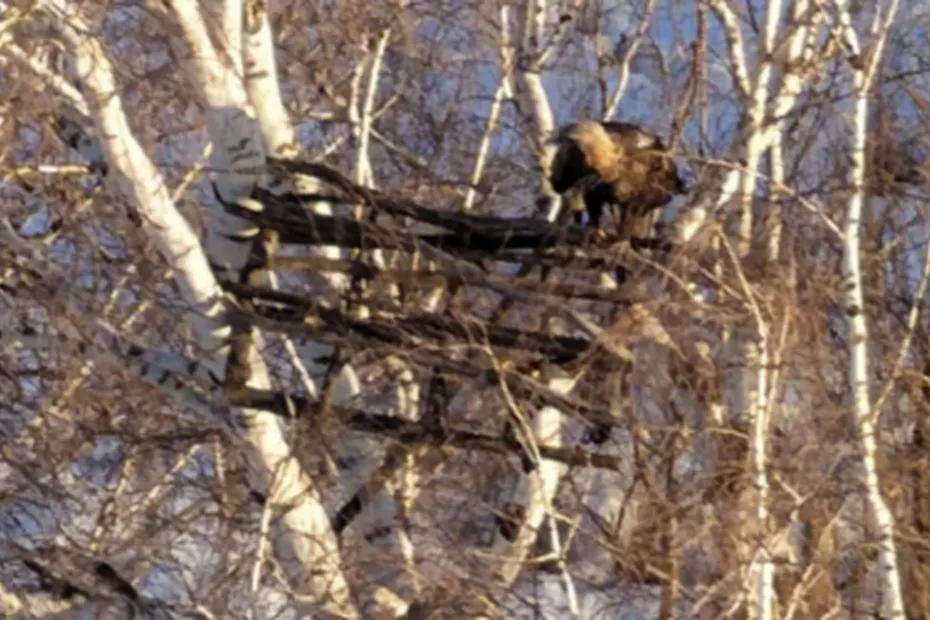 Минприроды Самарской области сообщило о возвращении императорских орлов