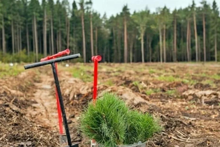 В Тольятти 11 апреля пройдет ежегодная акция &laquo;Восстановим лес вместе&raquo;