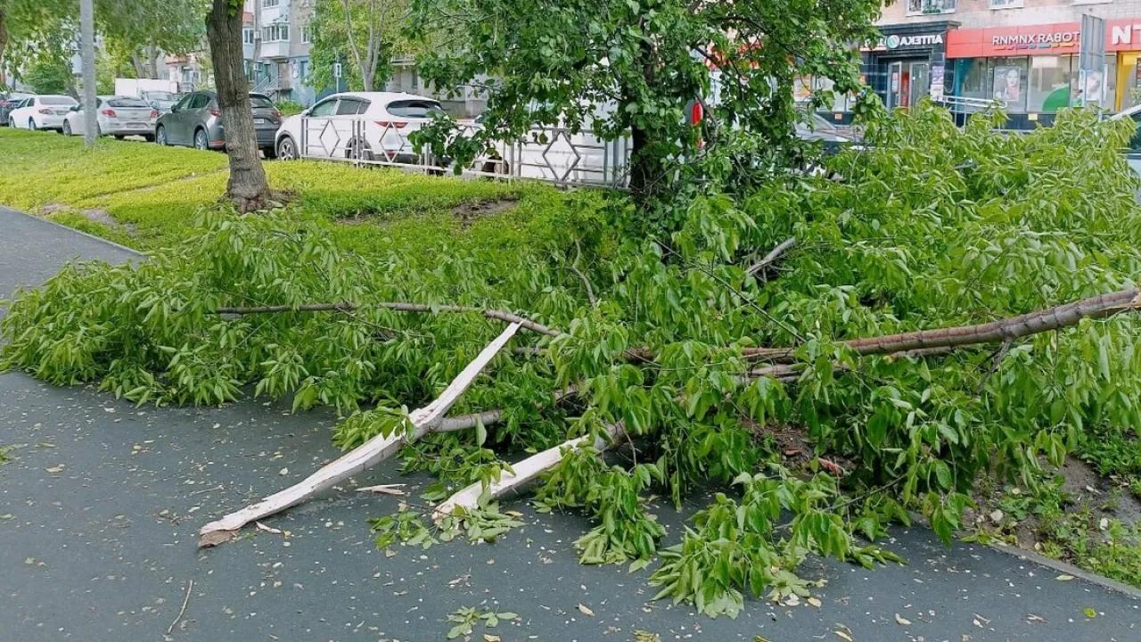 В Самаре жители начали сбор помощи семьям девочек, на которых упало дерево
