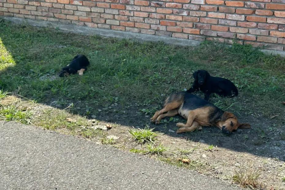 В Самаре после нападения собак на подростка 18 мая завели уголовное дело
