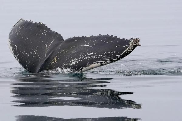DPA: кит Тимми освобожден и выпущен в Северное море
