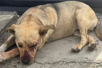 2 июля в Самаре спасли попавшую под поезд на станции  Пятилетка собаку