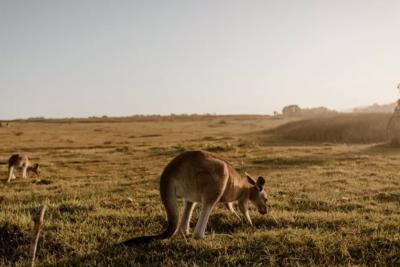 Ученые провели исследование ДНК: люди прибыли в Австралию менее 50 000 лет назад