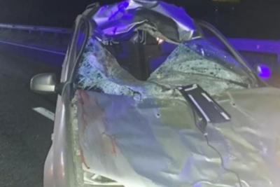 Лось погиб под колесами «Ларгуса» на трассе М-5 в самарском регионе 10 сентября