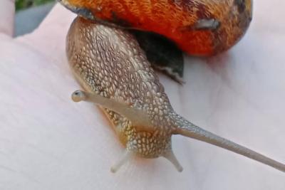 В Самаре проходит гастрофестиваль, посвященный блюдам из улиток